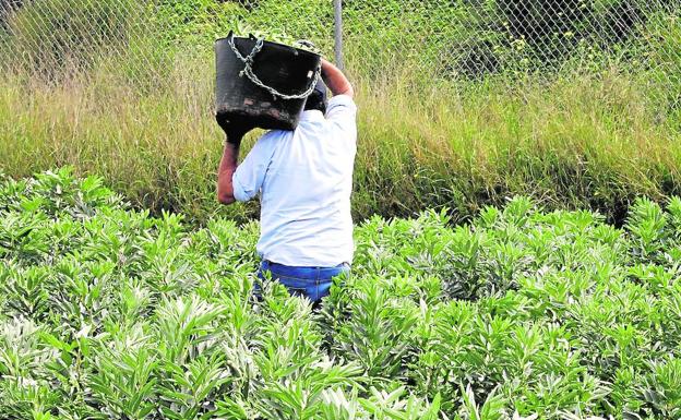 Destinan más de 56.000 euros para contratar a personas del sector agrícola durante los tres meses de verano