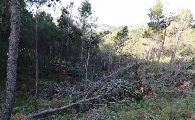 La imprevisión de Medio Ambiente bloquea dos millones para gestión forestal