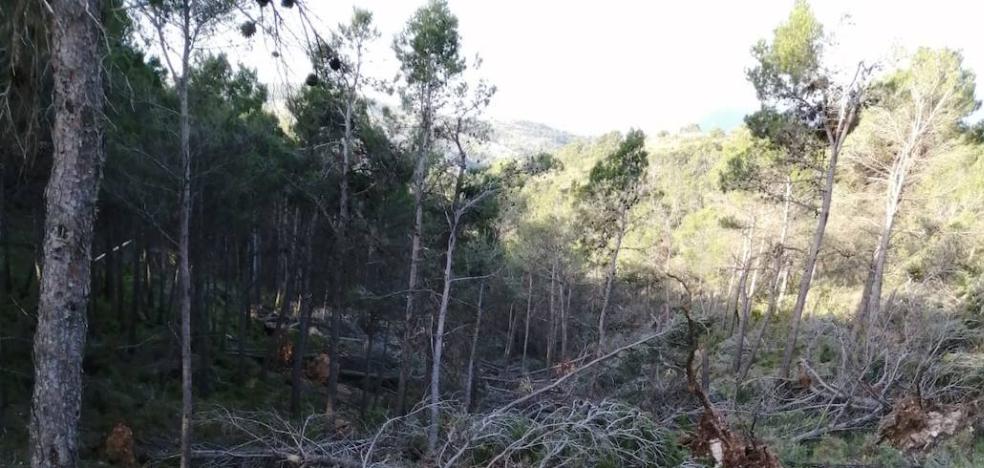 La imprevisión de Medio Ambiente bloquea dos millones para gestión forestal