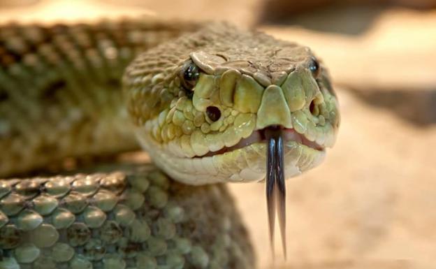 Fallece un joven por la mordedura de una serpiente asiática venenosa