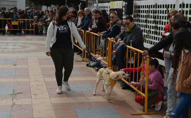 La Mancomunitat de l'Horta Sud exige sacrificio cero en el nuevo contrato de recogida de animales