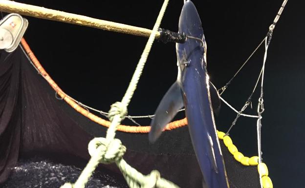 Un barco de Xàbia 'pesca' un tiburón azul mar adentro y frente al Cabo de La Nao