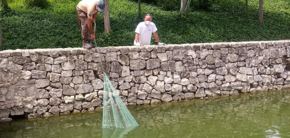 El lago del parque de Cabecera se llena de galápagos y peces exóticos