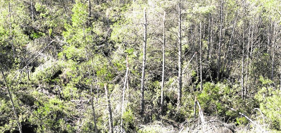 El Consell se olvida de los mil parados prometidos para prevención de incendios