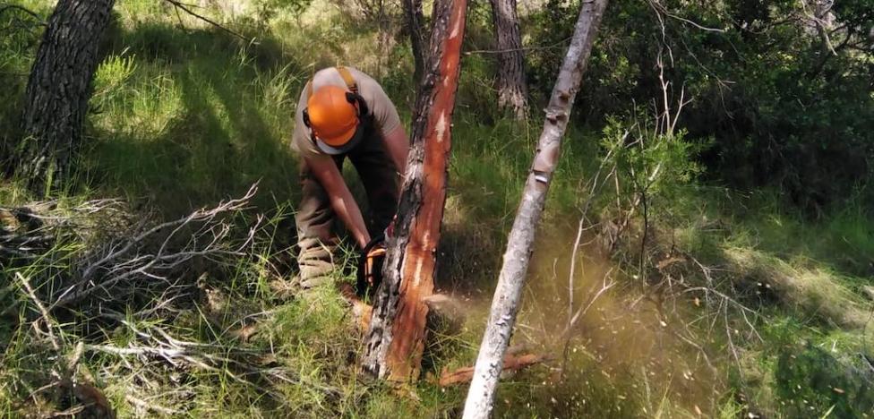 Emergencia Climática prescinde de los brigadistas forestales