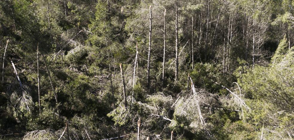 El Consell retrasa el voluntariado ambiental hasta plena época de incendios