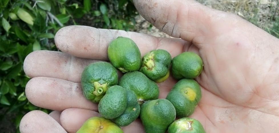 El Gobierno frena las sueltas masivas del enemigo natural del 'cotonet' de Sudáfrica