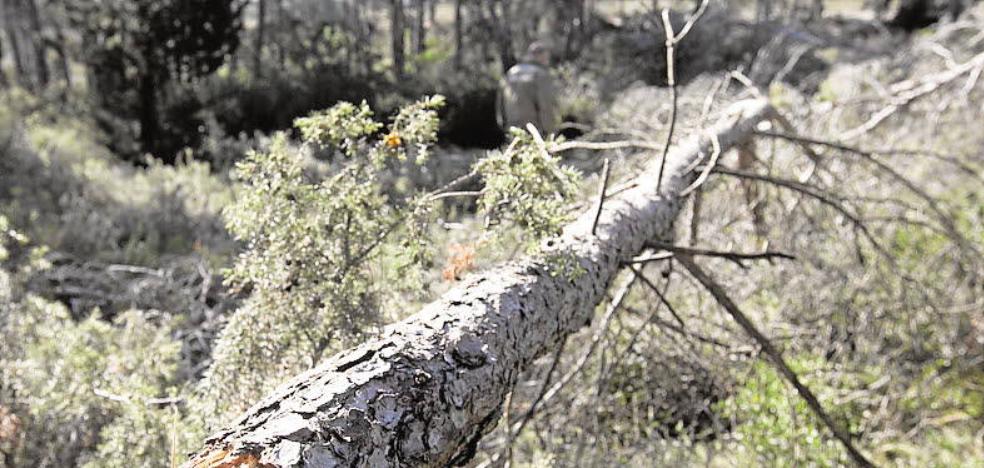 Medio Ambiente destina sólo 200.000 euros a limpiar el monte privado