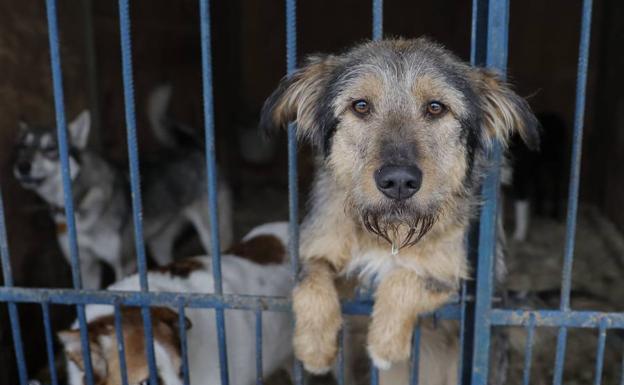 Más del 90% de los perros abandonados en España no llevan microchip