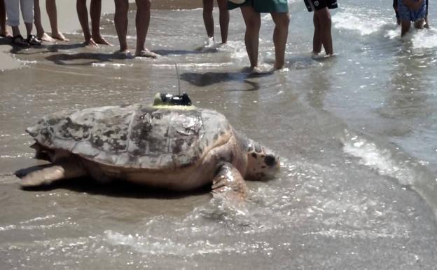 Sueltan en Oropesa la tortuga más grande registrada en el ARCA del Mar del Oceanogràfic