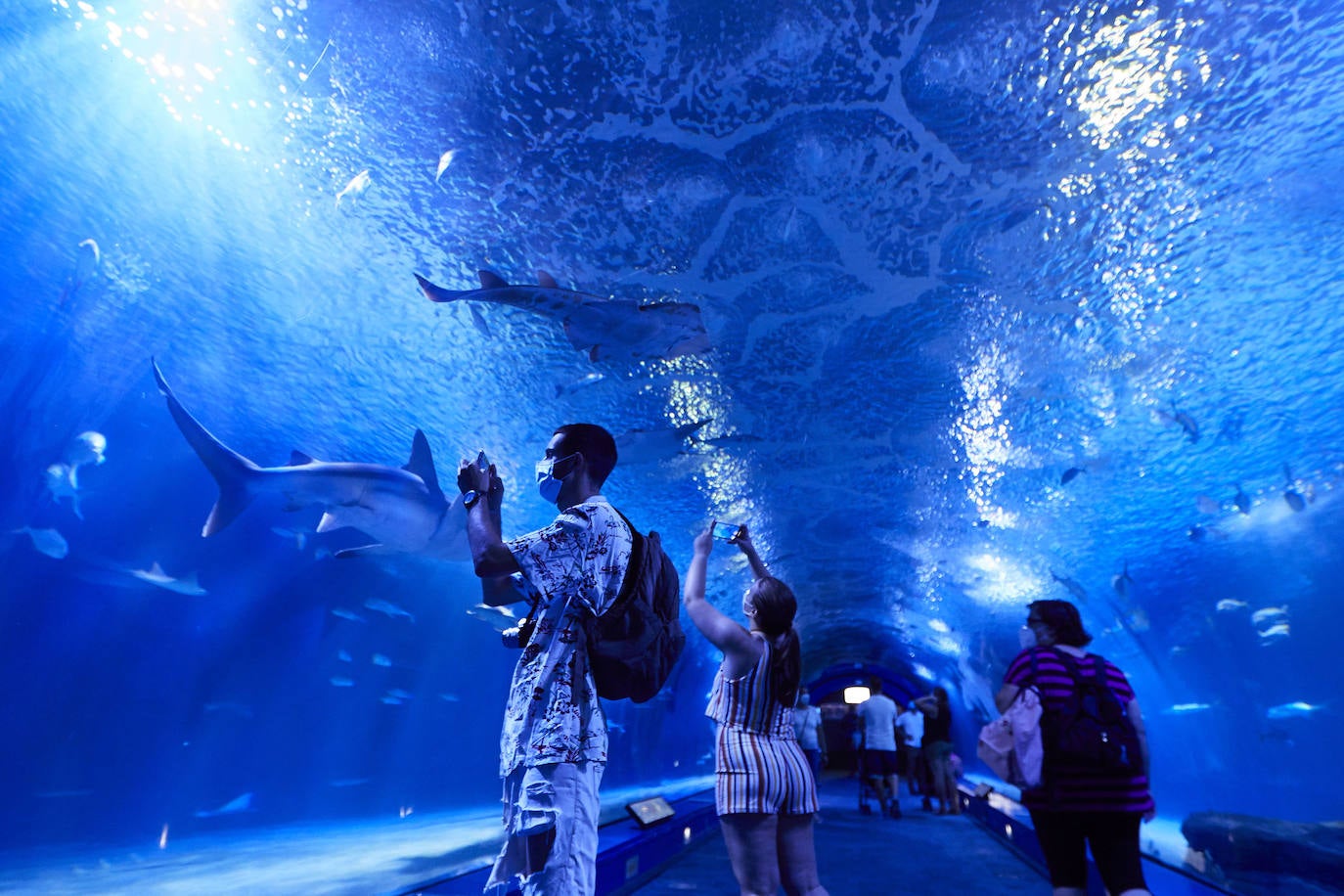 El Oceanogràfic reabre 110 días después