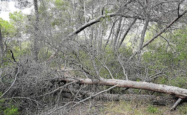 La fiscalía denunciará a los alcaldes de los municipios que sufran incendios por falta de prevención