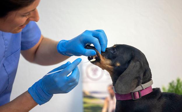 Palmera crea un censo canino que permitirá sancionar a quienes abandonen las heces de las mascotas