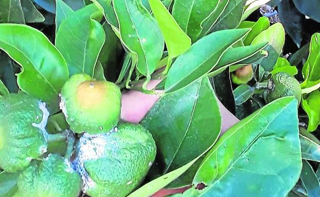 El 'cotonet' de les Valls pone en jaque el futuro de la citricultura en Castellón