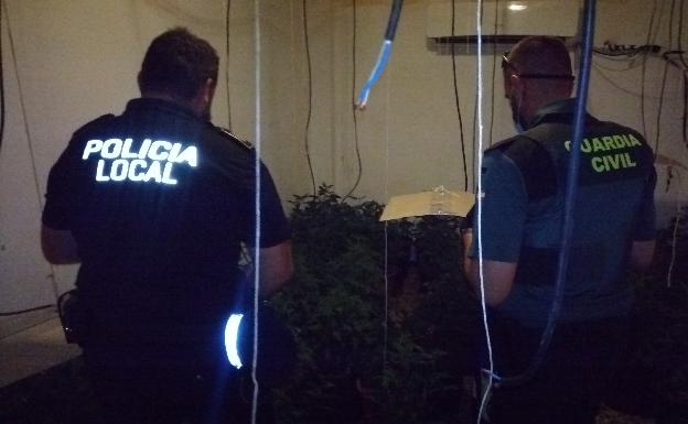 Requisan 81 plantas de marihuana y conexiones fraudulentas a la red eléctrica en un edificio de l'Alcúdia