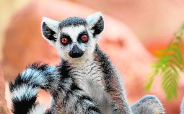 Río Safari Elche reabre sus puertas tras tres meses