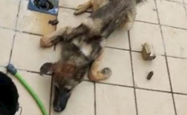 Arroja un perro vivo a una jauría malnutrida para alimentarla