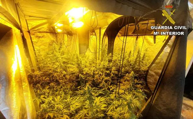 Desmantela una importante plantación de marihuana 'indoor' en Novelda y en Villena