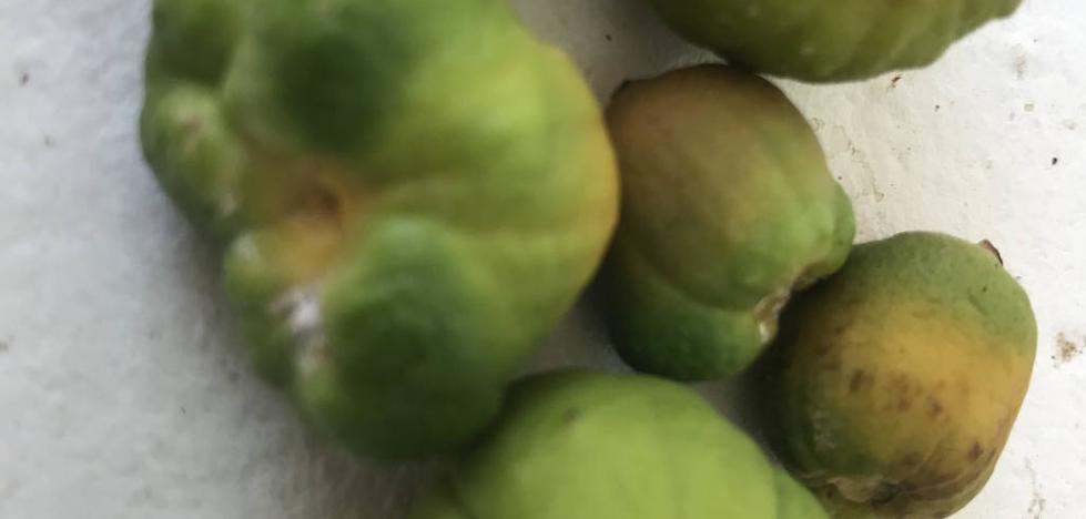 El Gobierno autoriza la suelta de un insecto contra la plaga del 'cotonet' de Sudáfrica