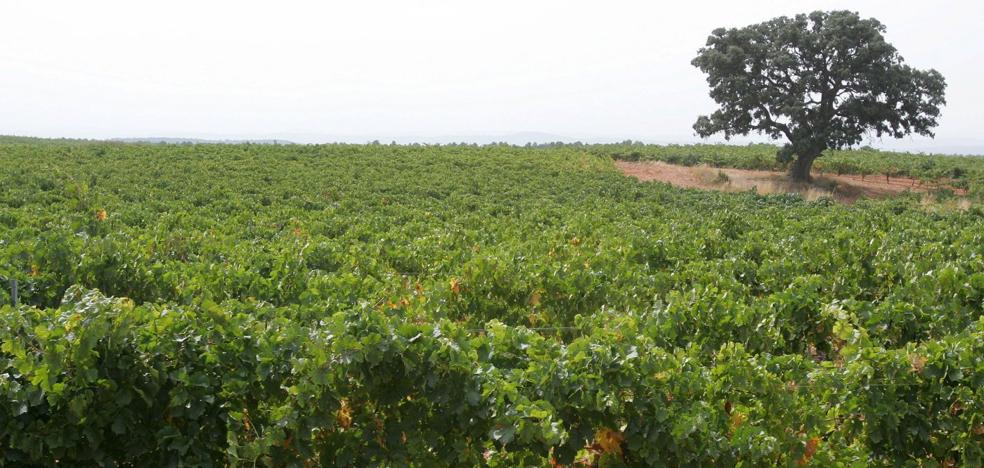 El cava de Requena elige llamarse a partir de ahora 'del Interior Valenciano'