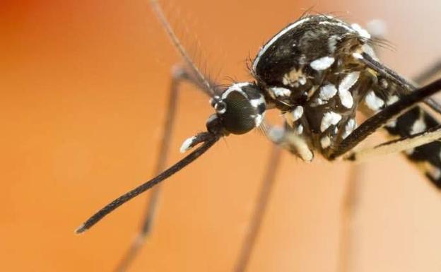 Los científicos alertan: los mosquitos picarán más en el futuro