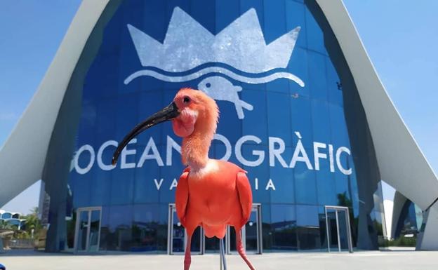 El Oceanogràfic de Valencia soluciona la avería eléctrica y anuncia su reapertura