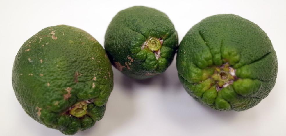 No hay parasitoides suficientes para frenar la plaga del 'Cotonet' que asola los cítricos