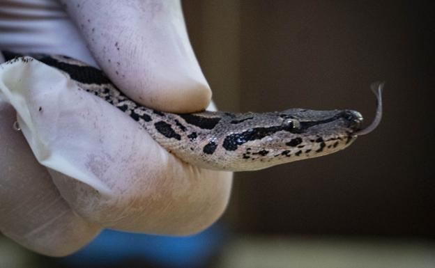 La boa de Madagascar se reproduce por primera vez en Bioparc