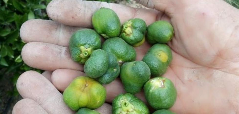 Los daños del 'Cotonet' ya afectan a la compra de cítricos en campo