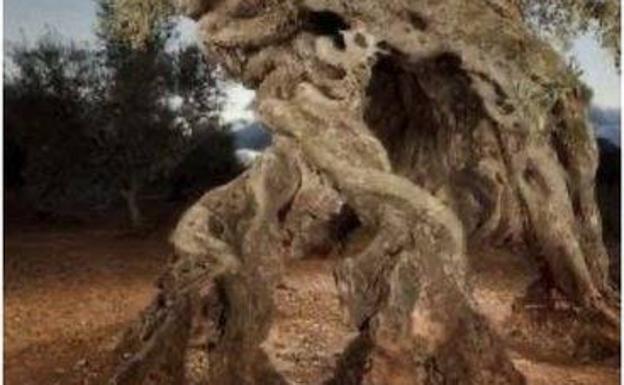 La Generalitat denuncia publicidad engañosa en internet sobre un olivo milenario conocido como 'El León'