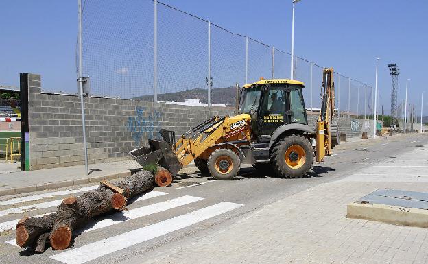 Puçol tala los árboles de una calle para evitar los daños en la calzada por las raíces