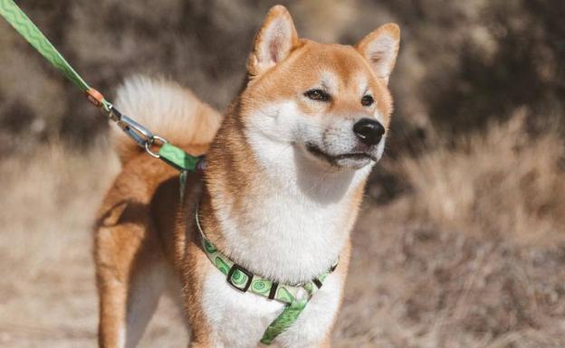 El Ayuntamiento repartirá estuches con bolsas para excrementos a los dueños de mascotas