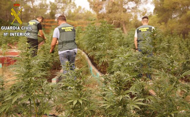 Desmantelado un cultivo de 826 plantas de marihuana en Chella