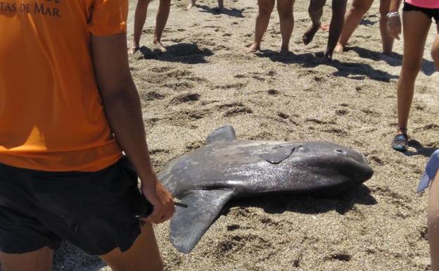 Denuncian a un hombre que se sentó encima de un pez luna hasta matarlo en Almería