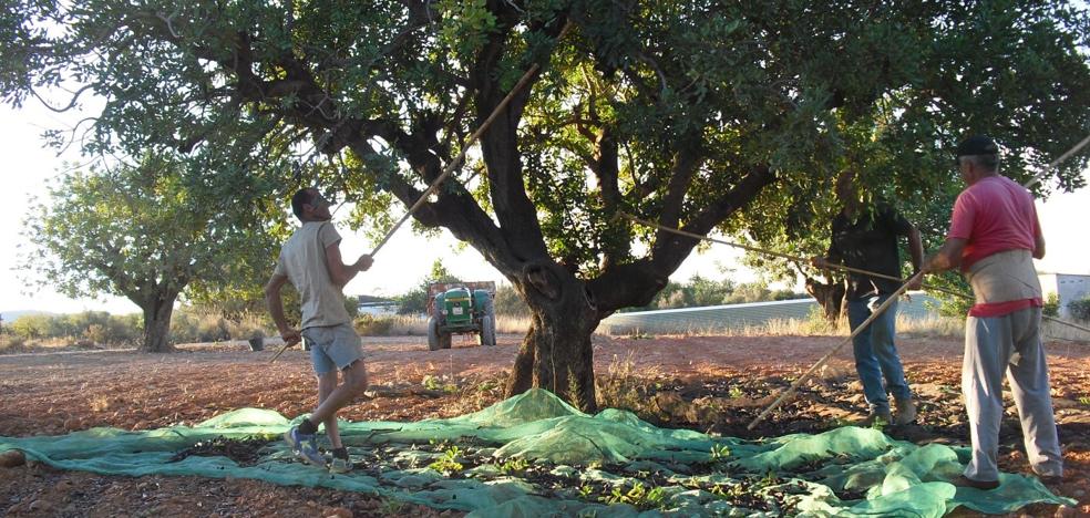 El precio de la algarroba se dispara en el campo al crecer la demanda de sus derivados