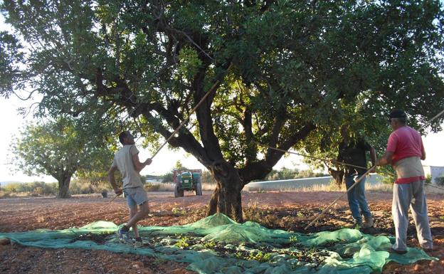 El precio de la algarroba se dispara en el campo al crecer la demanda de sus derivados