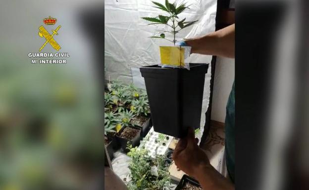 Desmantelan una plantación de marihuana con un equipo de música para mejorar su crecimiento