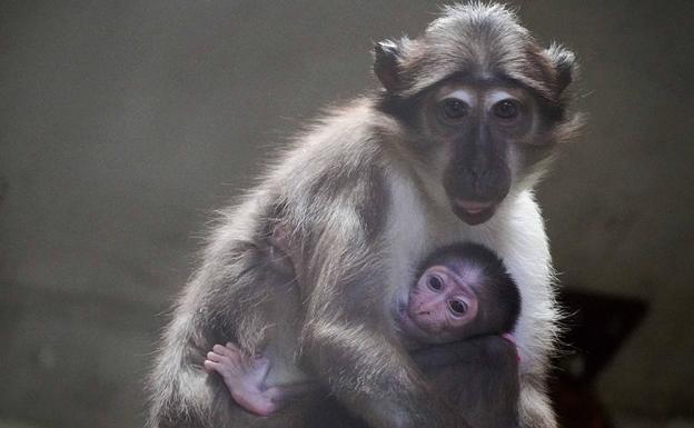 Un 'mono de la raya en el ojo' y una camada de mangostas enanas, nuevos vecinos en Bioparc Valencia