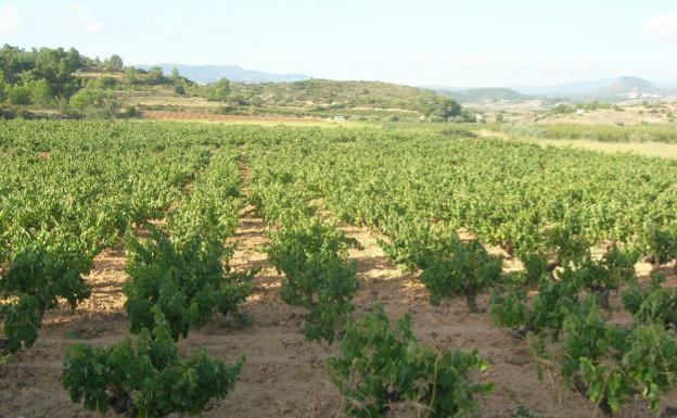 La incertidumbre económica marca la cosecha de la vendimia