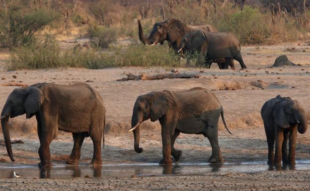 Aumenta el número de elefantes fallecidos por una misteriosa enfermedad