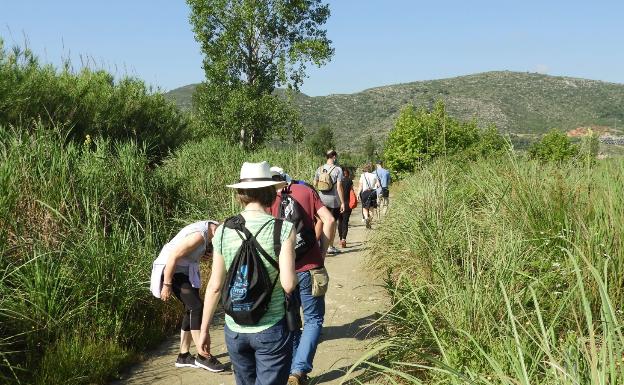 Una ruta permite ver en el marjal de Gandia las aves que migran a África tras reproducirse en Europa