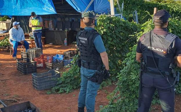 Cae en Almassora una red que explotaba a extranjeros en el campo