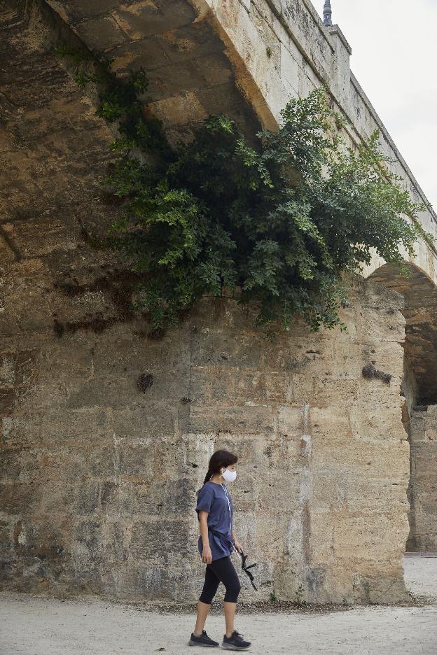 Las hierbas toman el puente de San José y agravan la ruina de la obra del siglo XVII