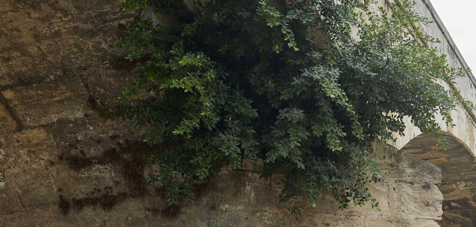 Las hierbas toman el puente de San José y agravan la ruina de la obra del siglo XVII
