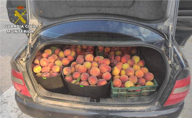 Investigan a nueve personas por el robo de 760 kilos de fruta en el Vinalopó