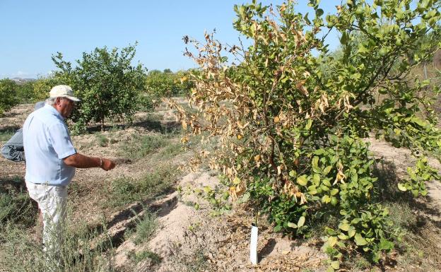 El campo de la Vega Baja sufre nuevos efectos de la gota fría un año después