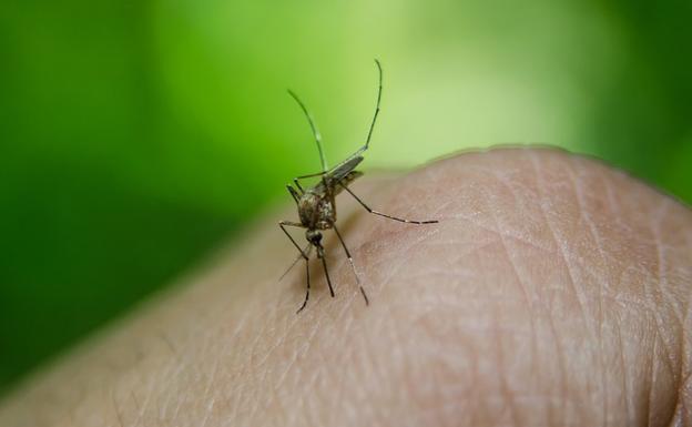 Muere la primera persona en Cádiz por el virus del Nilo, la cuarta en España