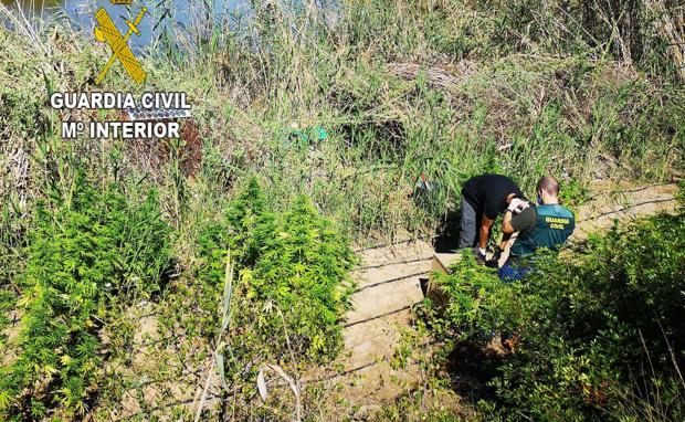 Tres plantaciones de marihuana obligan a descontaminar parte de la Albufera de Valencia