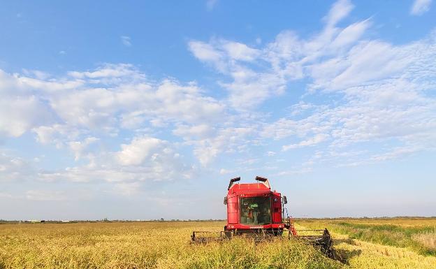 La producción de arroz de Pego aumenta un 32% y supera los 1,3 millones de kilos