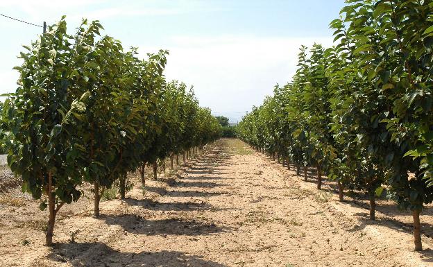 Denuncian que la Generalitat carga la responsabilidad del Covid en los agricultores